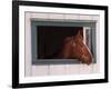Thoroughbred Race Horse in Horse Barn, Kentucky Horse Park, Lexington, Kentucky, USA-Adam Jones-Framed Photographic Print
