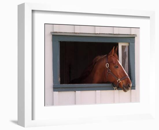 Thoroughbred Race Horse in Horse Barn, Kentucky Horse Park, Lexington, Kentucky, USA-Adam Jones-Framed Photographic Print