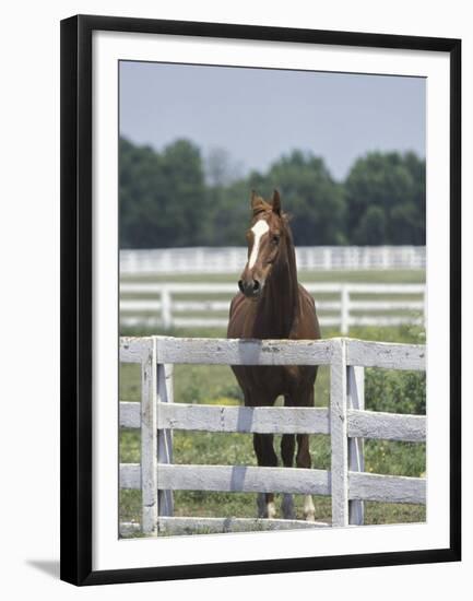 Thoroughbred Race Horse, Kentucky Horse Park, Lexington, Kentucky, USA-Adam Jones-Framed Premium Photographic Print