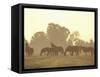 Thoroughbred Race Horses at Sunrise, Louisville, Kentucky, USA-Adam Jones-Framed Stretched Canvas