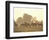 Thoroughbred Race Horses at Sunrise, Louisville, Kentucky, USA-Adam Jones-Framed Photographic Print