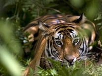 Female Indian Tiger at Samba Deer Kill, Bandhavgarh National Park, India-Thorsten Milse-Photographic Print