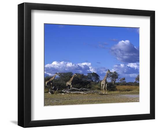 Photographic Print, , large