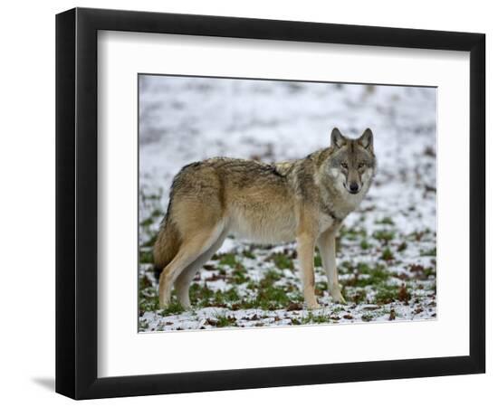 Premium Photographic Print, , large