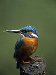 Kingfisher, (Alcedo Atthis), Nrw, Bielefeld, Germany-Thorsten Milse-Photographic Print