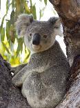 Koala, (Phascolartos Cinereus), Magnetic Island, Queensland, Australia-Thorsten Milse-Photographic Print