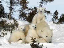Polar Bear (Ursus Maritimus) Mother with Triplets, Wapusk National Park, Churchill, Manitoba-Thorsten Milse-Photographic Print