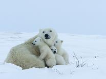 Polar Bear with Cubs, (Ursus Maritimus), Churchill, Manitoba, Canada-Thorsten Milse-Photographic Print