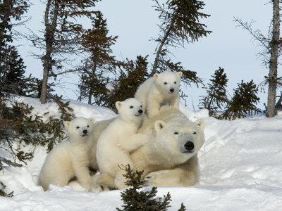 Polar Bear (Ursus Maritimus) Mother with Triplets, Wapusk National Park, Churchill, Manitoba