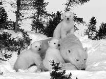 Polar Bear (Ursus Maritimus) Mother with Triplets, Wapusk National Park, Churchill, Manitoba-Thorsten Milse-Photographic Print