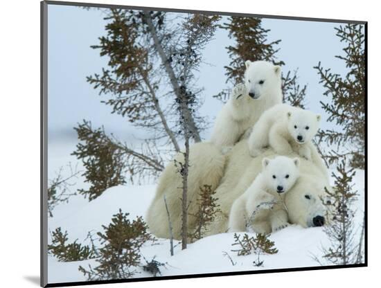 Photographic Print, , large