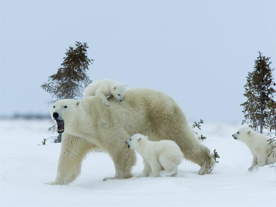 Premium Photographic Print, , large