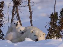 Polar Bear with Cubs, (Ursus Maritimus), Churchill, Manitoba, Canada-Thorsten Milse-Photographic Print