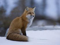 Red Fox, Vulpes Vulpes, Churchill, Manitoba, Canada, North America-Thorsten Milse-Framed Photographic Print