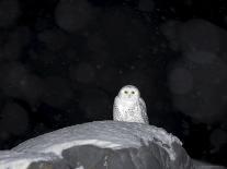 Snow Owl, Nyctea Scandiaca, Churchill, Manitoba, Canada, North America-Thorsten Milse-Photographic Print