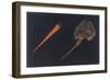 Thought-Forms: Murderous Rage-Annie Besant-Framed Art Print