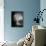 Thoughtbird-Tim Kahane-Mounted Photographic Print displayed on a wall