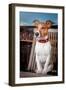 Thoughtful Dog-Javier Brosch-Framed Photographic Print