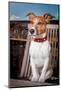 Thoughtful Dog-Javier Brosch-Mounted Photographic Print