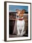 Thoughtful Dog-Javier Brosch-Framed Photographic Print