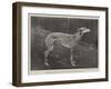 Thoughtless Beauty, the Winner of the Waterloo Cup-null-Framed Giclee Print