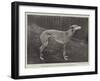 Thoughtless Beauty, the Winner of the Waterloo Cup-null-Framed Giclee Print