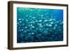 Thousand of Gilt-head bream, Italy, Tyrrhenian Sea-Franco Banfi-Framed Photographic Print