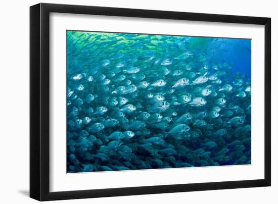 Thousand of Gilt-head bream, Italy, Tyrrhenian Sea-Franco Banfi-Framed Photographic Print