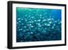 Thousand of Gilt-head bream, Italy, Tyrrhenian Sea-Franco Banfi-Framed Photographic Print