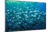 Thousand of Gilt-head bream, Italy, Tyrrhenian Sea-Franco Banfi-Mounted Photographic Print