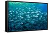 Thousand of Gilt-head bream, Italy, Tyrrhenian Sea-Franco Banfi-Framed Stretched Canvas