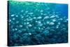 Thousand of Gilt-head bream, Italy, Tyrrhenian Sea-Franco Banfi-Stretched Canvas