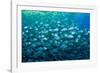 Thousand of Gilt-head bream, Italy, Tyrrhenian Sea-Franco Banfi-Framed Photographic Print