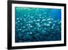 Thousand of Gilt-head bream, Italy, Tyrrhenian Sea-Franco Banfi-Framed Photographic Print