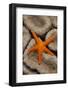 Thousand-pores Starfish (Fromia milleporella) adult, on coral, Lembeh Straits, Sulawesi-Colin Marshall-Framed Premium Photographic Print