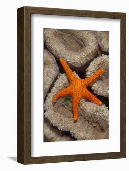 Thousand-pores Starfish (Fromia milleporella) adult, on coral, Lembeh Straits, Sulawesi-Colin Marshall-Framed Photographic Print