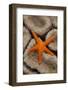 Thousand-pores Starfish (Fromia milleporella) adult, on coral, Lembeh Straits, Sulawesi-Colin Marshall-Framed Photographic Print