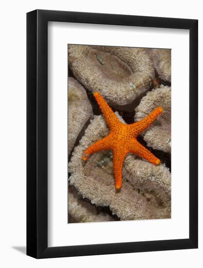 Thousand-pores Starfish (Fromia milleporella) adult, on coral, Lembeh Straits, Sulawesi-Colin Marshall-Framed Photographic Print