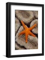 Thousand-pores Starfish (Fromia milleporella) adult, on coral, Lembeh Straits, Sulawesi-Colin Marshall-Framed Photographic Print