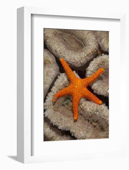 Thousand-pores Starfish (Fromia milleporella) adult, on coral, Lembeh Straits, Sulawesi-Colin Marshall-Framed Photographic Print