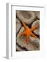 Thousand-pores Starfish (Fromia milleporella) adult, on coral, Lembeh Straits, Sulawesi-Colin Marshall-Framed Photographic Print