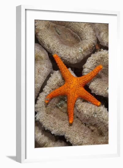 Thousand-pores Starfish (Fromia milleporella) adult, on coral, Lembeh Straits, Sulawesi-Colin Marshall-Framed Photographic Print