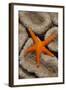 Thousand-pores Starfish (Fromia milleporella) adult, on coral, Lembeh Straits, Sulawesi-Colin Marshall-Framed Photographic Print