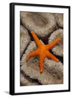 Thousand-pores Starfish (Fromia milleporella) adult, on coral, Lembeh Straits, Sulawesi-Colin Marshall-Framed Photographic Print