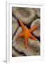 Thousand-pores Starfish (Fromia milleporella) adult, on coral, Lembeh Straits, Sulawesi-Colin Marshall-Framed Photographic Print