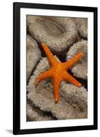 Thousand-pores Starfish (Fromia milleporella) adult, on coral, Lembeh Straits, Sulawesi-Colin Marshall-Framed Photographic Print