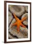 Thousand-pores Starfish (Fromia milleporella) adult, on coral, Lembeh Straits, Sulawesi-Colin Marshall-Framed Photographic Print