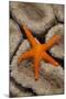 Thousand-pores Starfish (Fromia milleporella) adult, on coral, Lembeh Straits, Sulawesi-Colin Marshall-Mounted Photographic Print