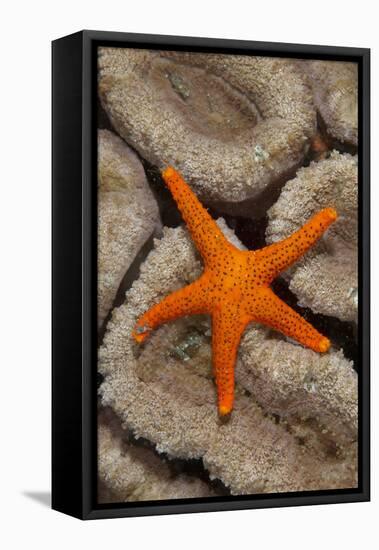 Thousand-pores Starfish (Fromia milleporella) adult, on coral, Lembeh Straits, Sulawesi-Colin Marshall-Framed Stretched Canvas