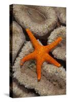 Thousand-pores Starfish (Fromia milleporella) adult, on coral, Lembeh Straits, Sulawesi-Colin Marshall-Stretched Canvas